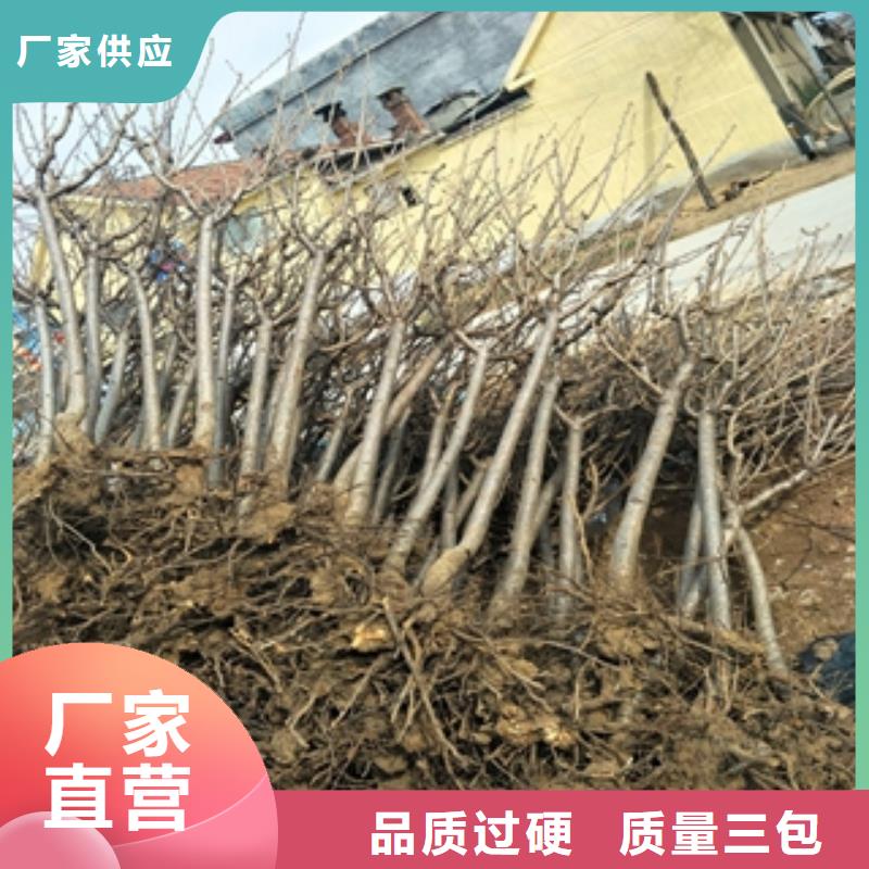 宁波该地桃树核桃苗 樱花苗 长果桑树苗源头厂家供应