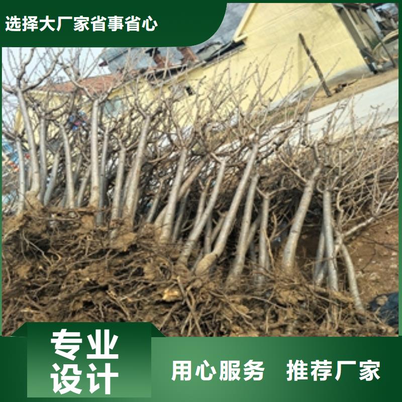 桃树蓝莓苗好货直销