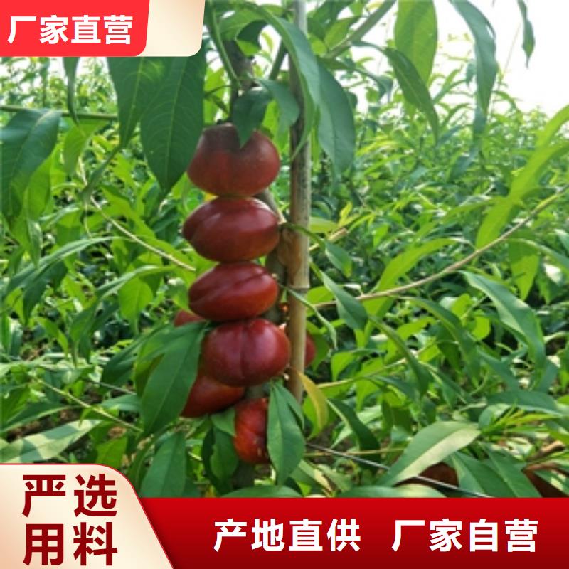 桃树_樱桃苗货到付款