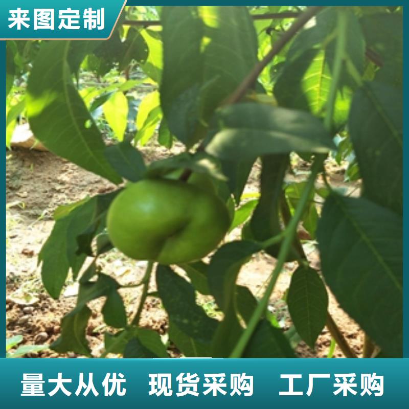 【桃树】泰山景松 造型景松放心选购由正家为您