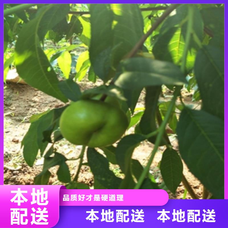 桃树核桃苗樱花苗长果桑树苗用心做好细节