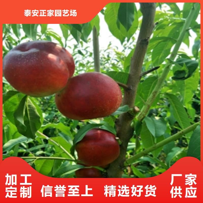 桃树泰山景松造型景松品质服务
