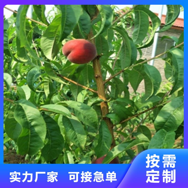 【 桃树国槐制造厂家】-正家园艺场(汕头市分公司)