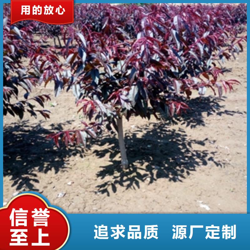 桃树占地果树来图定制