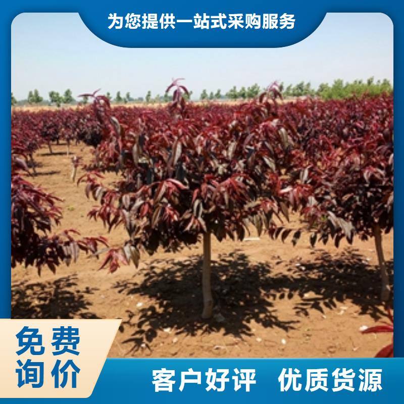 桃树核桃苗樱花苗长果桑树苗厂家自营