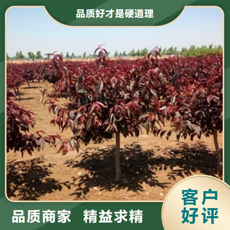桃树碧桃诚信经营现货现发