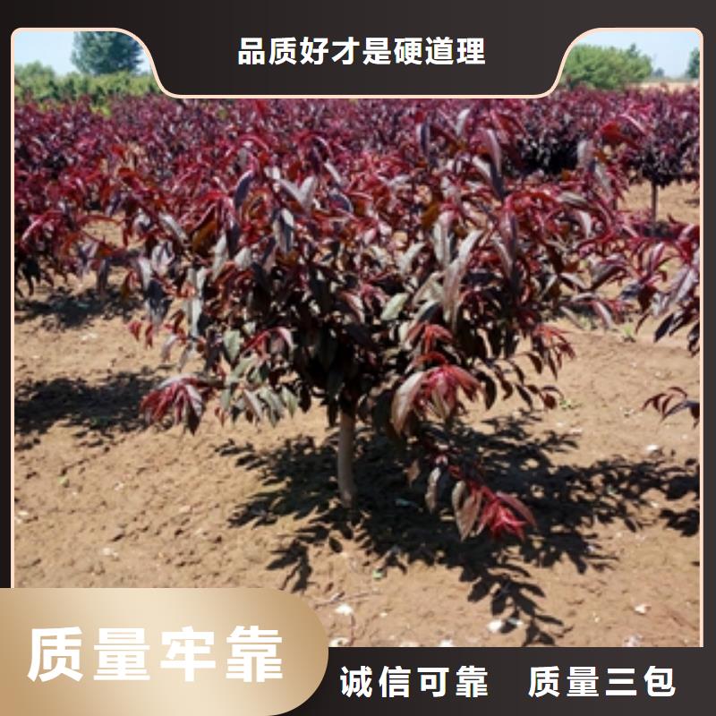 桃树碧桃诚信经营现货现发