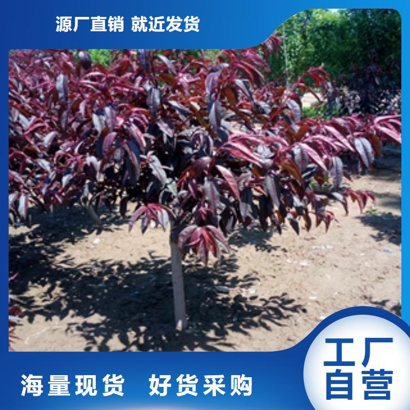 桃树泰山景松造型景松款式新颖