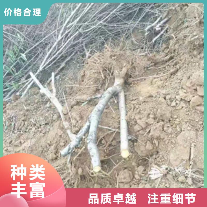 桃树钙果苗可接急单