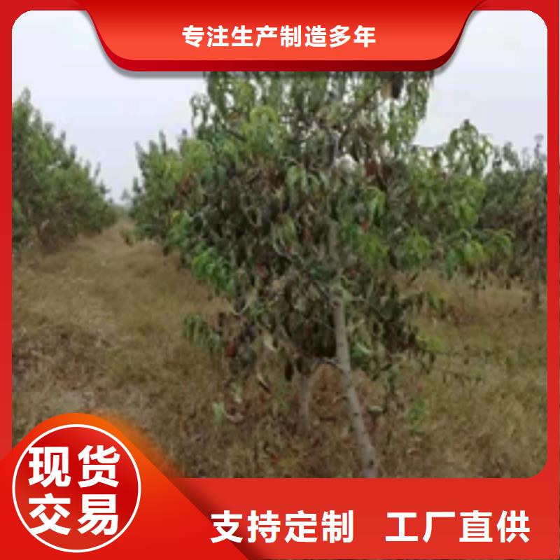 桃树【核桃苗樱花苗长果桑树苗】工厂批发