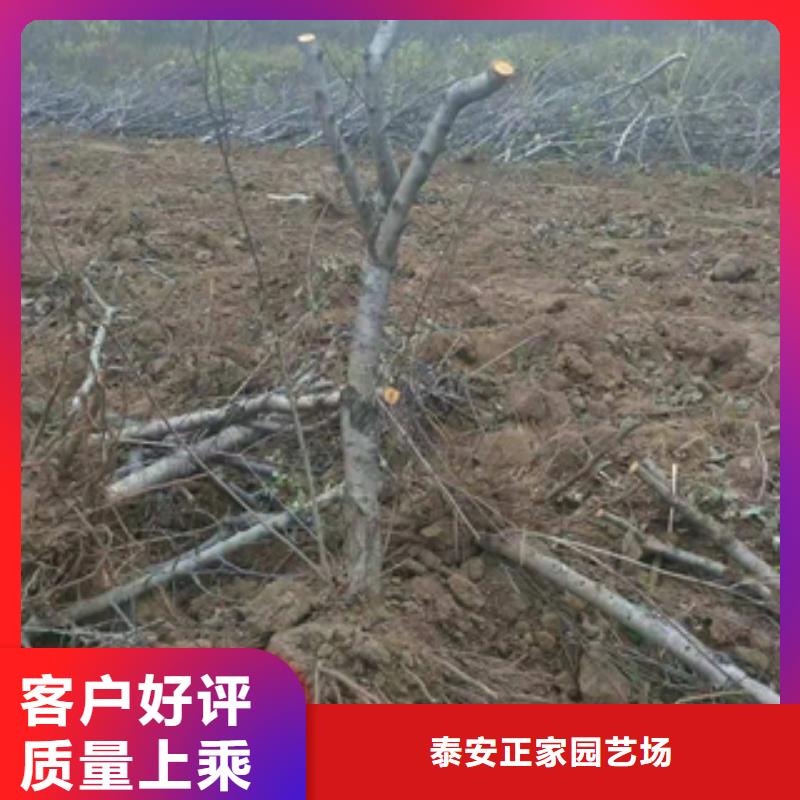 桃树【核桃苗樱花苗长果桑树苗】工厂批发