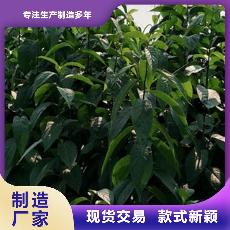 【 杜仲-占地果树符合行业标准】由正家为您