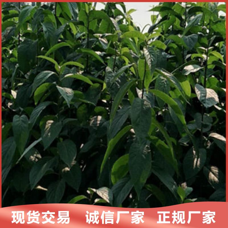 杜仲,【绿化树 绿化工程】产品优良覆盖范围含|亳州|滁州|巢湖|阜阳|宿州|蚌埠