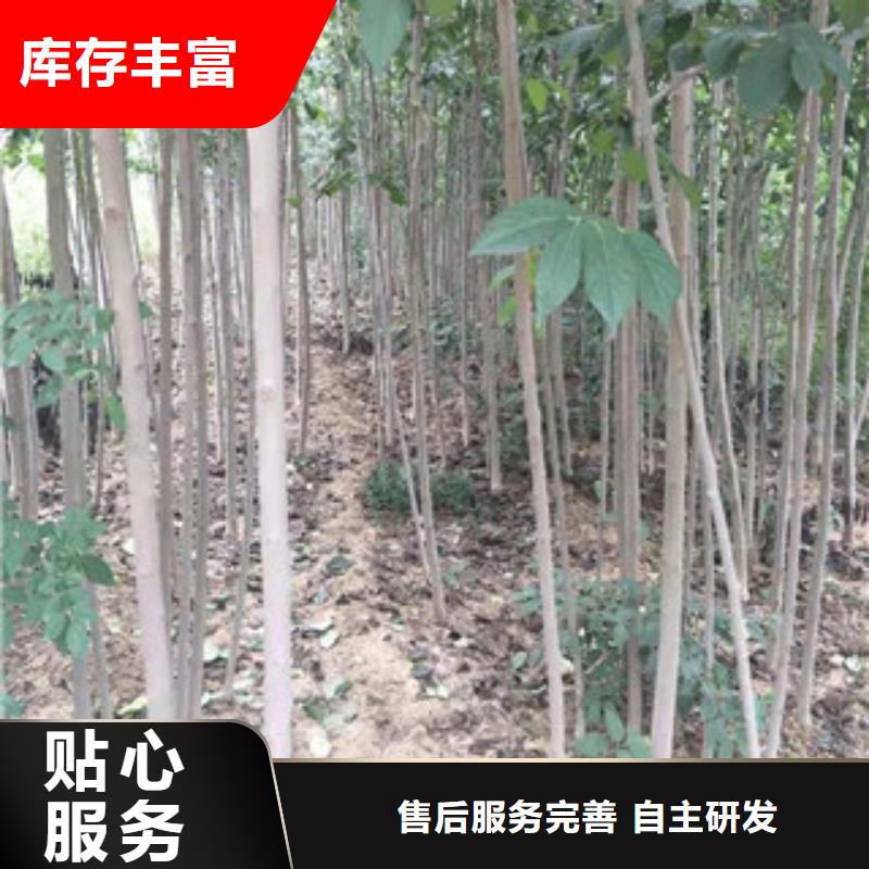 【 杜仲 核桃苗 樱花苗 长果桑树苗货品齐全】