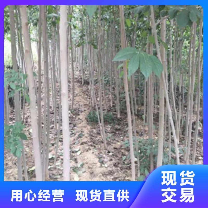 【 杜仲-占地果树符合行业标准】由正家为您