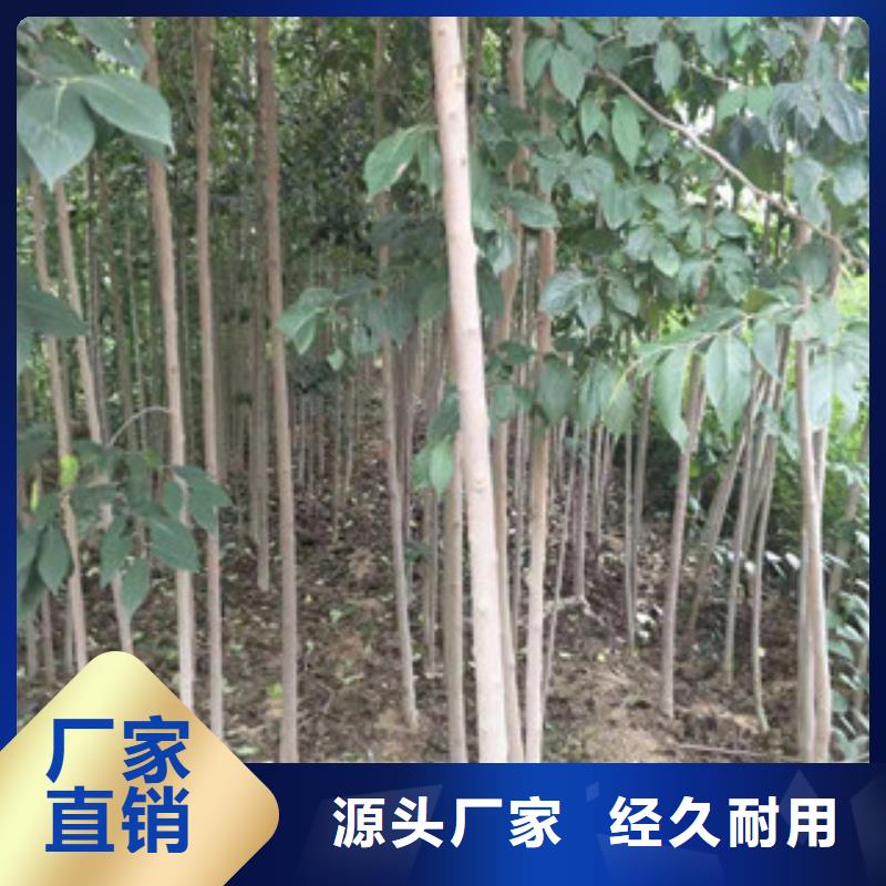 杜仲,【绿化树 绿化工程】产品优良覆盖范围含|亳州|滁州|巢湖|阜阳|宿州|蚌埠