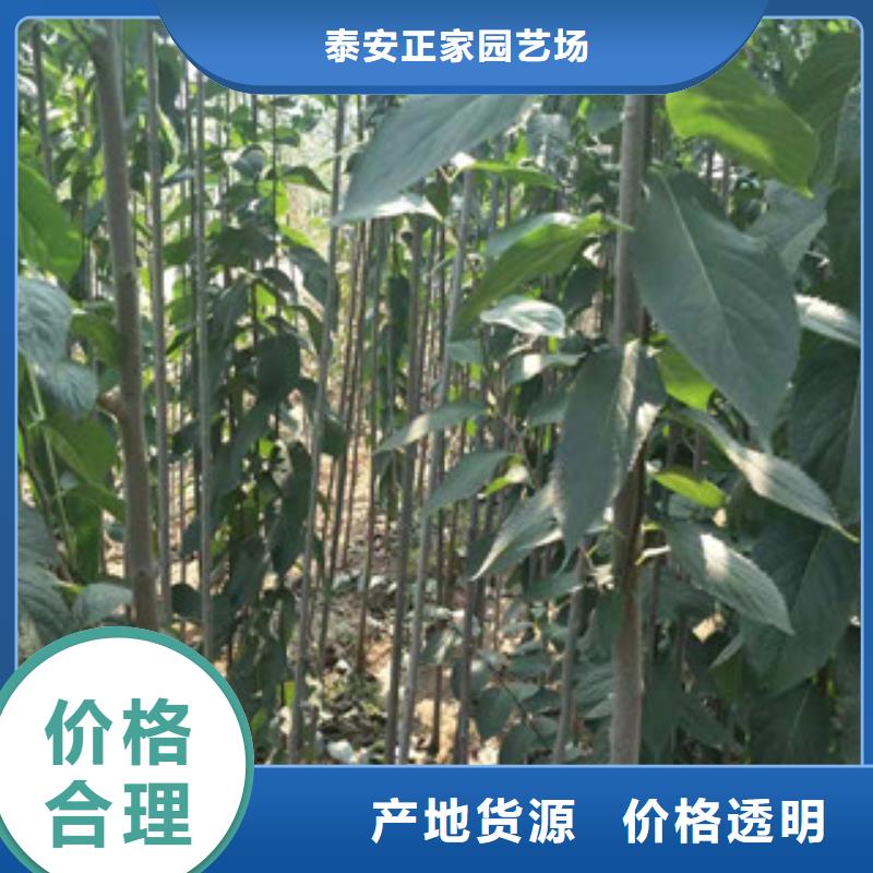 杜仲,【绿化树 绿化工程】产品优良覆盖范围含|亳州|滁州|巢湖|阜阳|宿州|蚌埠