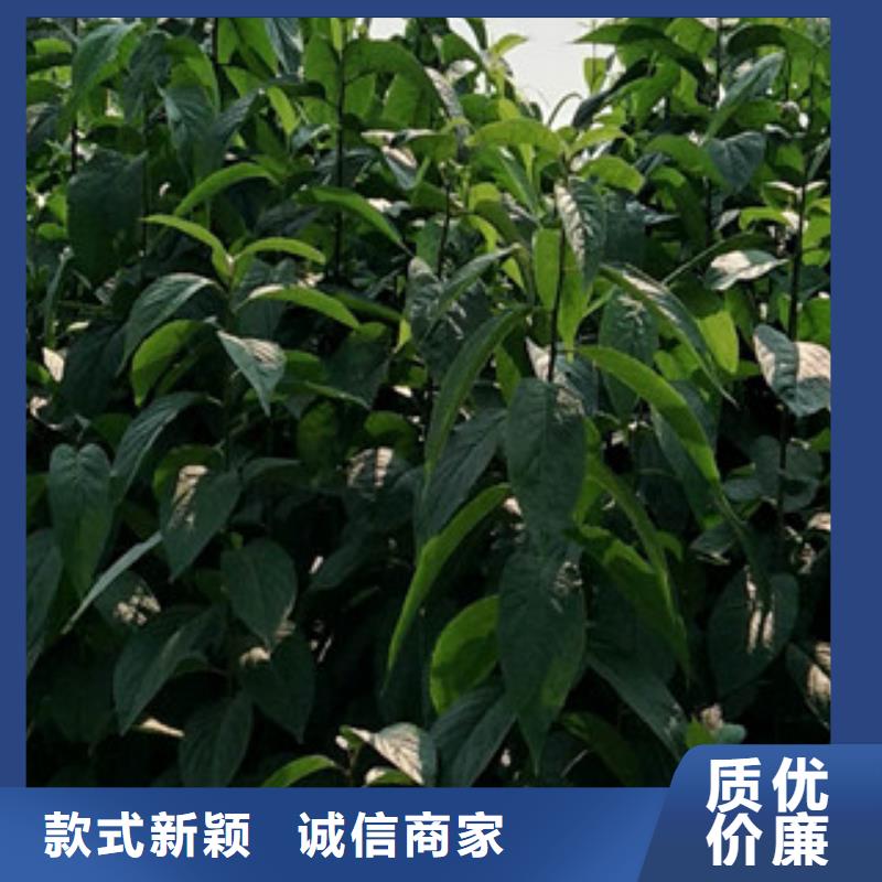 【 杜仲 核桃苗 樱花苗 长果桑树苗货品齐全】