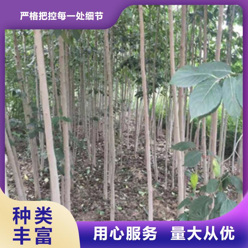 【 杜仲-占地果树符合行业标准】由正家为您