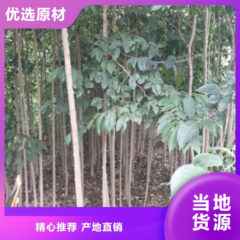 【 杜仲-占地果树符合行业标准】由正家为您