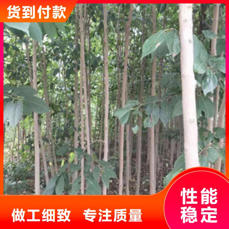 【 杜仲-占地果树符合行业标准】由正家为您