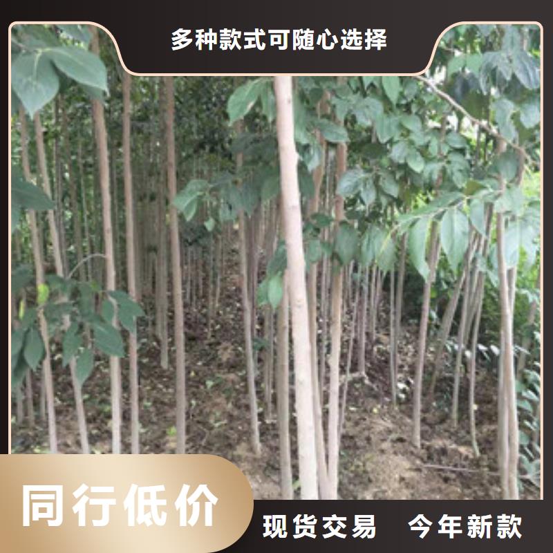 【 杜仲-占地果树符合行业标准】由正家为您