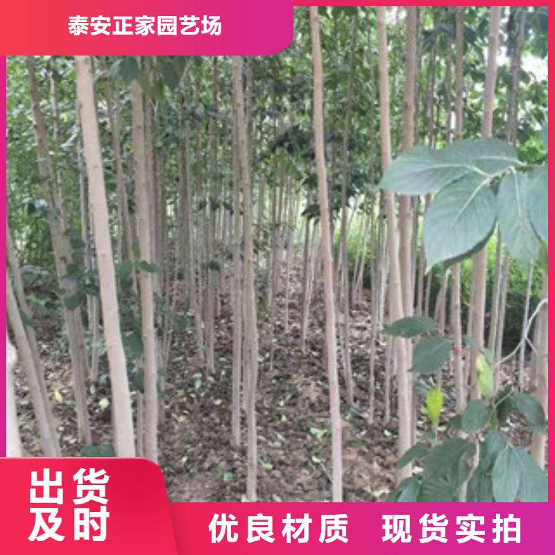 杜仲,【绿化树 绿化工程】产品优良覆盖范围含|亳州|滁州|巢湖|阜阳|宿州|蚌埠