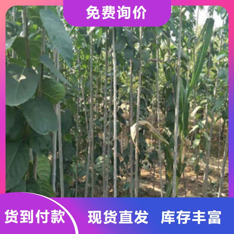 【 杜仲 核桃苗 樱花苗 长果桑树苗货品齐全】