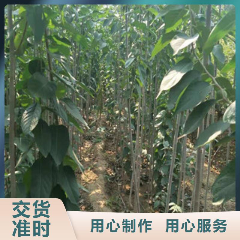 杜仲,【绿化树 绿化工程】产品优良覆盖范围含|亳州|滁州|巢湖|阜阳|宿州|蚌埠