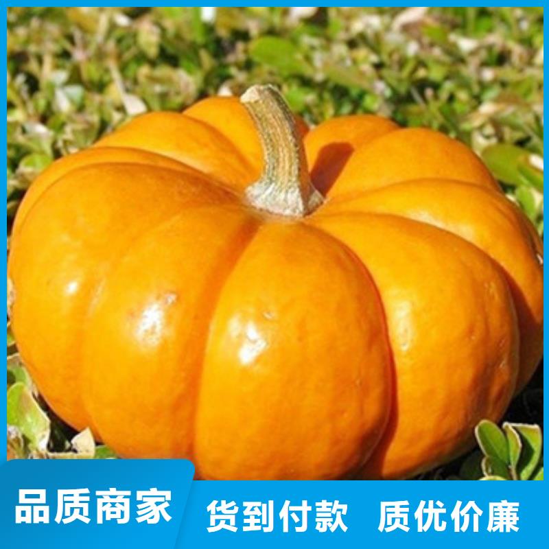 南瓜丁质量可靠