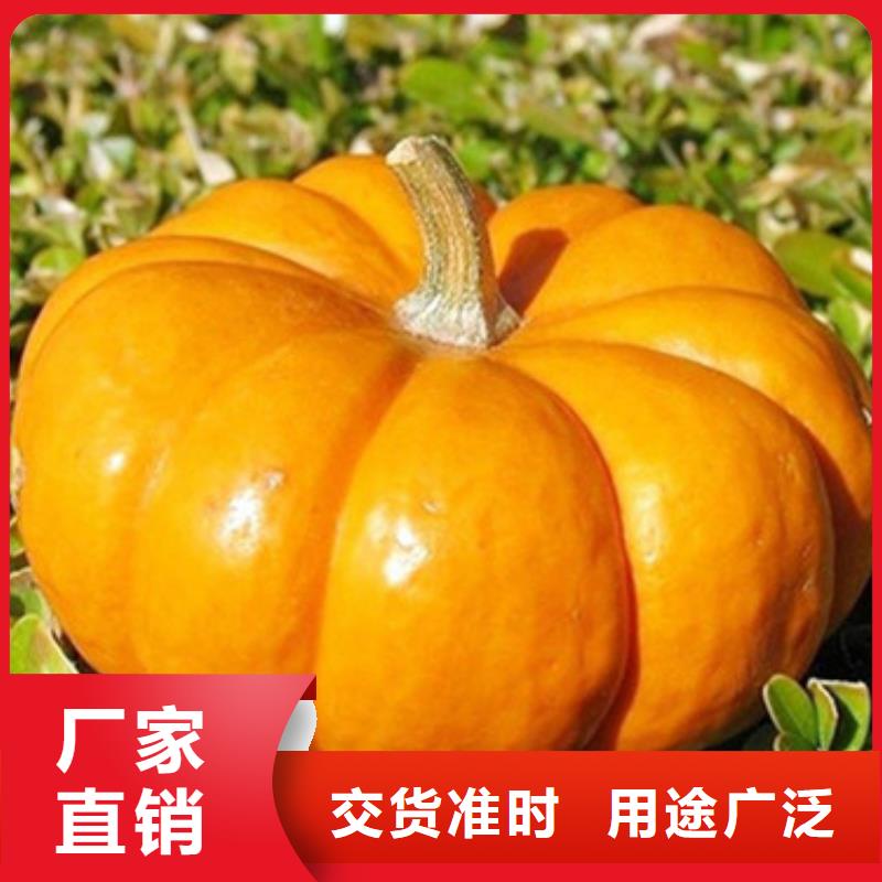 南瓜丁优惠报价