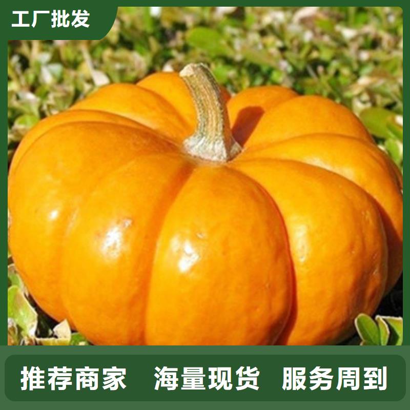 南瓜丁,红薯粉免费回电