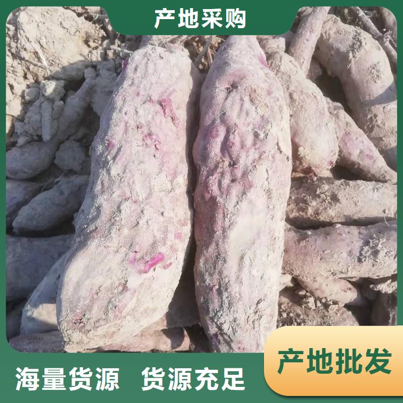 紫薯苗【紫薯丁】厂家直销货源充足乐农羽衣甘蓝粉