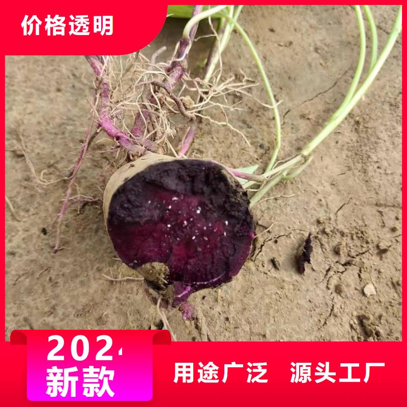 河源|广州|深圳|茂名|揭阳|潮州紫薯苗紫薯雪花片优质货源品牌