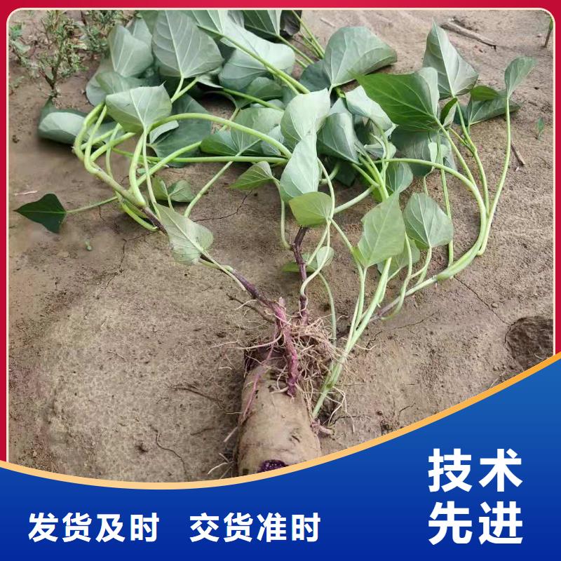 紫薯苗【紫薯丁】厂家直销货源充足乐农羽衣甘蓝粉