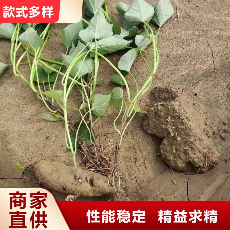 紫薯苗_【菠菜粉厂家】标准工艺乐农羽衣甘蓝粉