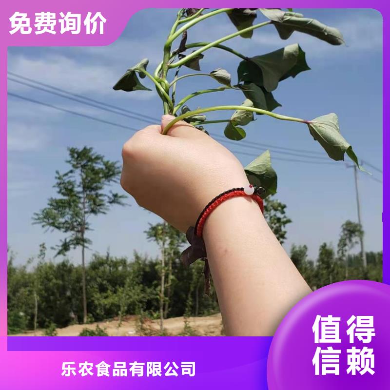 【紫薯苗胡萝卜粉认准大品牌厂家】