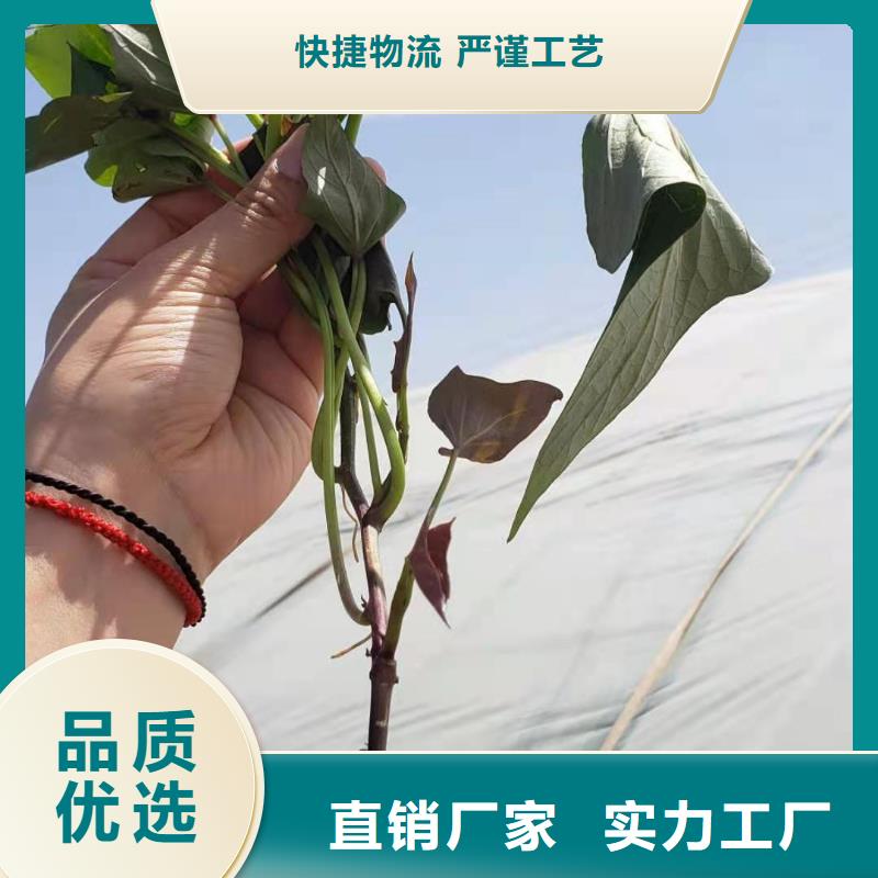 紫薯苗,【紫薯雪花片】口碑好实力强乐农胡萝卜粉厂家