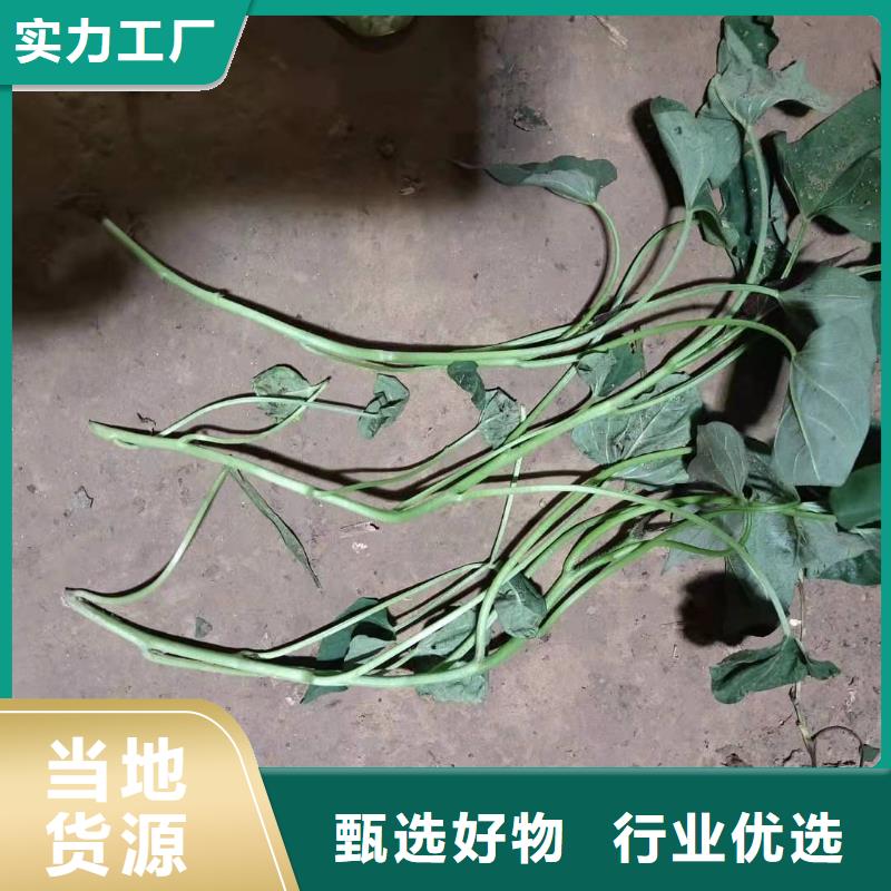 紫薯苗紫薯雪花片源头把关放心选购
