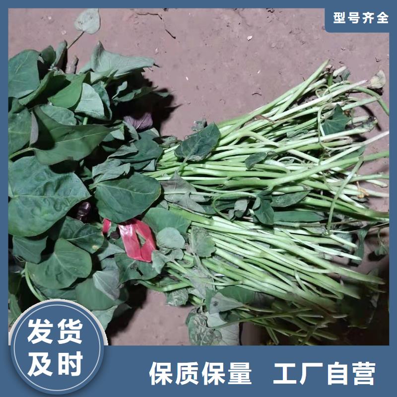 【紫薯苗胡萝卜粉认准大品牌厂家】
