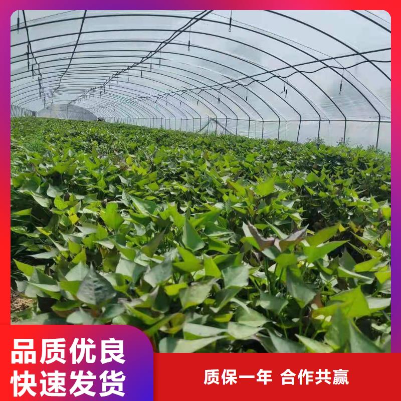 紫薯苗_【菠菜粉厂家】标准工艺乐农羽衣甘蓝粉