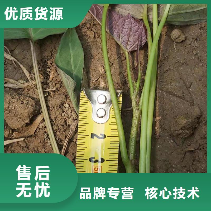 【紫薯苗】,胡萝卜粉源头厂家量大价优