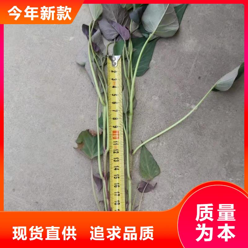 紫薯苗,【紫薯雪花片】口碑好实力强乐农胡萝卜粉厂家