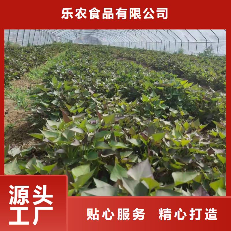 紫薯苗_【菠菜粉厂家】标准工艺乐农羽衣甘蓝粉