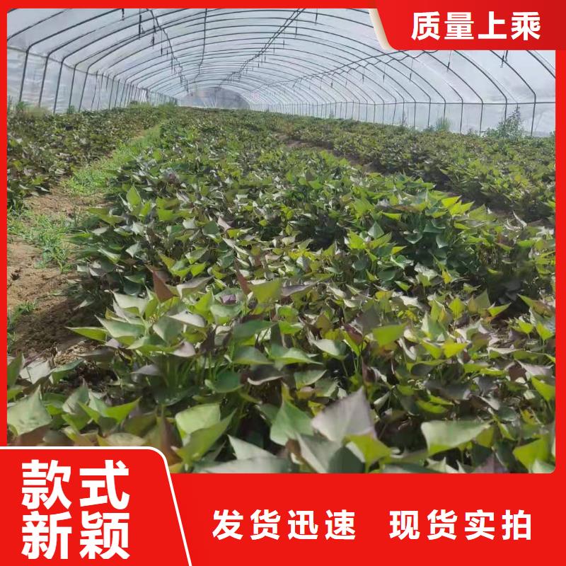 【紫薯苗羽衣甘蓝粉选择我们没错】