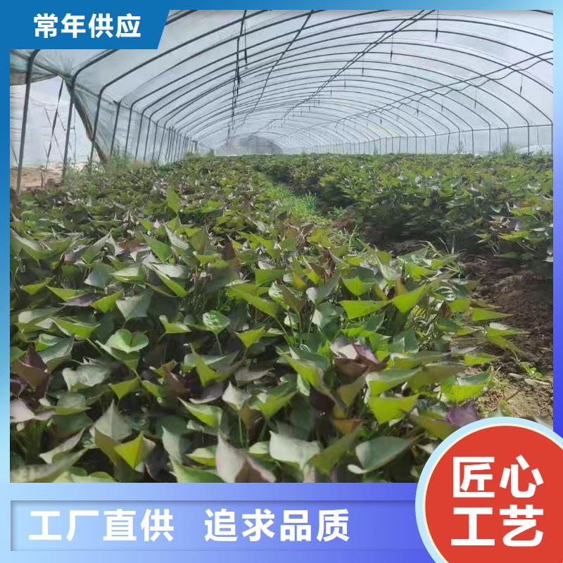 【紫薯苗】,胡萝卜粉源头厂家量大价优