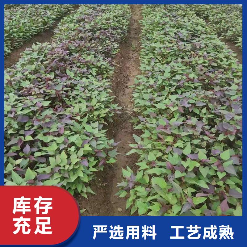 紫薯苗羽衣甘蓝粉畅销本地