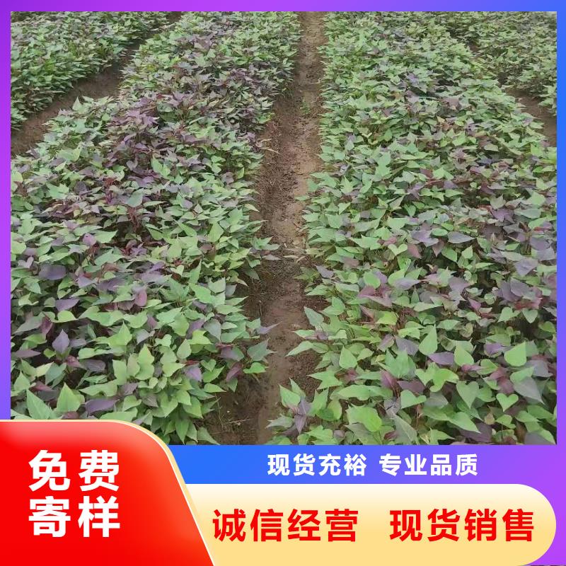 紫薯苗,【紫薯雪花片】口碑好实力强乐农胡萝卜粉厂家