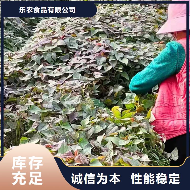 紫薯苗_羽衣甘蓝粉用品质说话