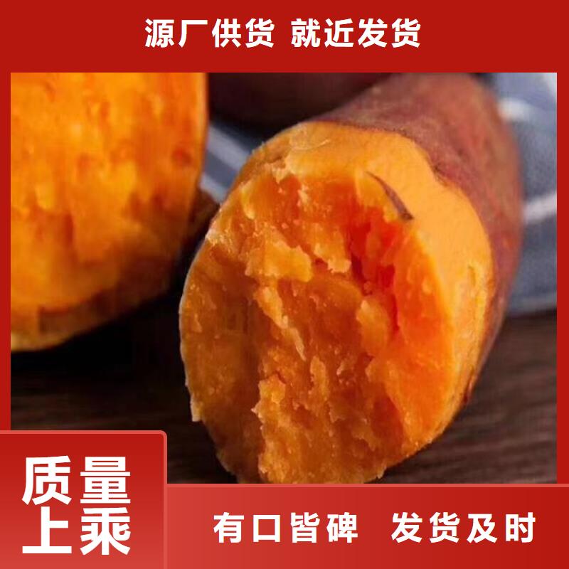 紫薯苗_羽衣甘蓝粉用品质说话
